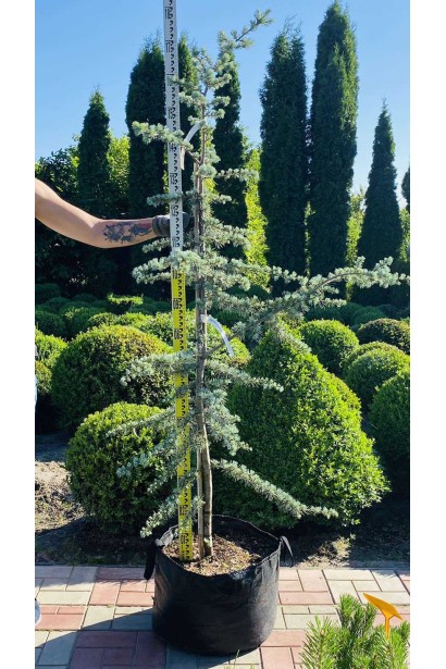 Кедр ліванський Glauca - 20л/вис.180-200см/Ø50-60см/7р